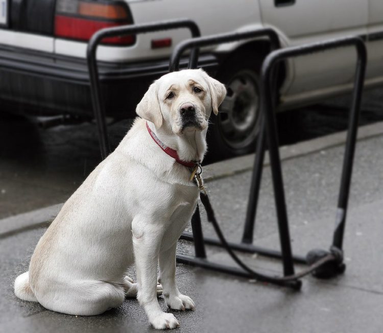 Sad-looking yellow lab sits patiently on wet pavement, perhaps having a ruff day.